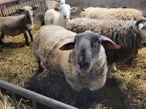Laatste schapen rammen, Dieren en Toebehoren, Schapen, Geiten en Varkens, Schaap, Mannelijk, 0 tot 2 jaar