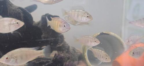 Haplochromis nyererei 4a6 cm, Dieren en Toebehoren, Vissen | Aquariumvissen