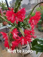 Stekjes van rood bloeiende hangcactus € 5, Huis en Inrichting, Kamerplanten, Cactus, Ophalen