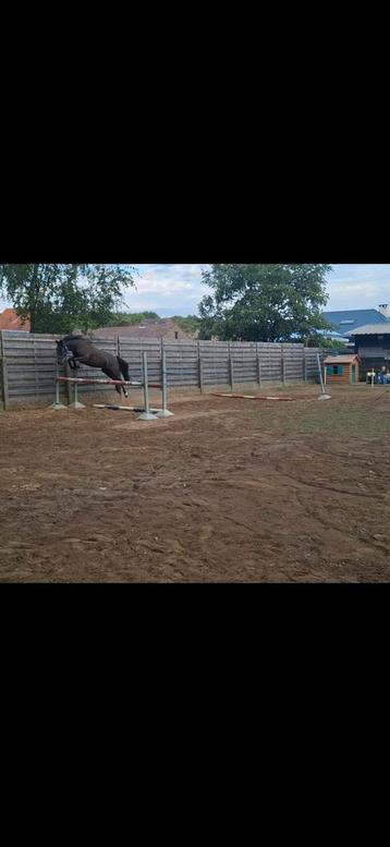 Leuke spring pony  beschikbaar voor biedingen