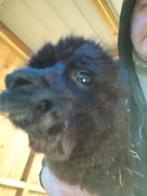 Jument alpaga, Animaux & Accessoires, Jument