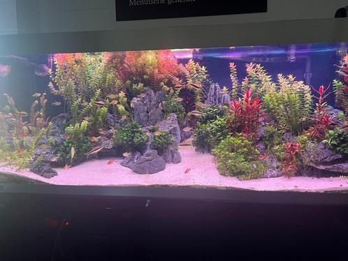 Aqaurium aquascaping complet, Dieren en Toebehoren, Vissen | Aquaria en Toebehoren, Zo goed als nieuw, Gevuld zoetwateraquarium