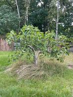 2 grote vijgenbomen, Tuin en Terras, Planten | Bomen, Ophalen