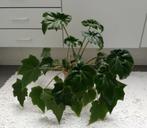 Begonia heracleifolia Cham. & Schltdl. (Kamerplant), Ophalen, Volle zon