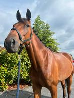 Halve stal gezocht!, Dieren en Toebehoren, Paarden