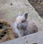 Dwergkonijntjes te koop, Dieren en Toebehoren