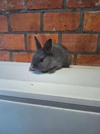 Jonge mini dwergkonijntjes beschikbaar, kleurtjes, super tam, Dieren en Toebehoren, Konijnen, Hangoor