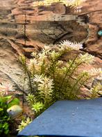 Gratiola viscidula, Dieren en Toebehoren, Reptielen en Amfibieën