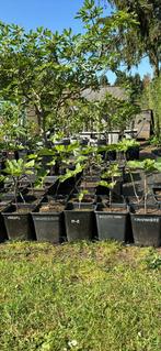 Vijgenboompjes te koop vanaf 15€, Tuin en Terras, Planten | Fruitbomen, Ophalen