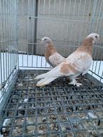 Super takla elifli limon, Dieren en Toebehoren, Vogels | Duiven