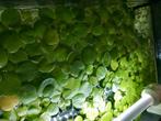 Drijfplanten limnobium laevigatum, Dieren en Toebehoren, Vissen | Aquaria en Toebehoren, Ophalen, Nieuw, Plant(en), Steen of Hout