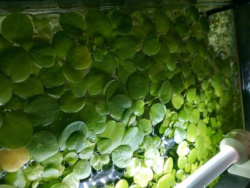 Drijfplanten limnobium laevigatum, Dieren en Toebehoren, Vissen | Aquaria en Toebehoren, Nieuw, Plant(en), Steen of Hout, Ophalen
