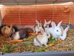 DWERGKONIJNTJES, Dieren en Toebehoren, Konijnen, Geslacht onbekend, Dwerg, 0 tot 2 jaar