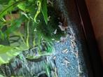 Torenslakken, Dieren en Toebehoren, Vissen | Aquariumvissen