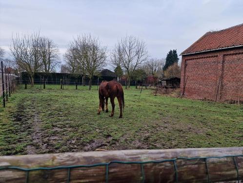 Iers volbloed, Dieren en Toebehoren, Paarden, Merrie, Onbeleerd, Minder dan 160 cm, 11 jaar of ouder, Recreatiepaard, Met stamboom