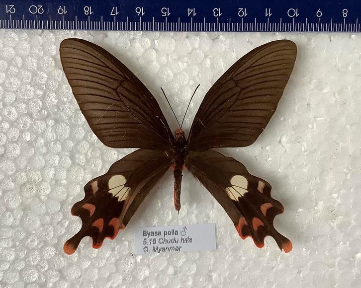 Byasa polla, zeldzame vlinders, Dieren en Toebehoren, Insecten en Spinnen