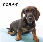 Teckel - Schattige ruwharige pups te koop, Dieren en Toebehoren, Honden | Teckels en Dashonden, 15 weken tot 1 jaar, Buitenland