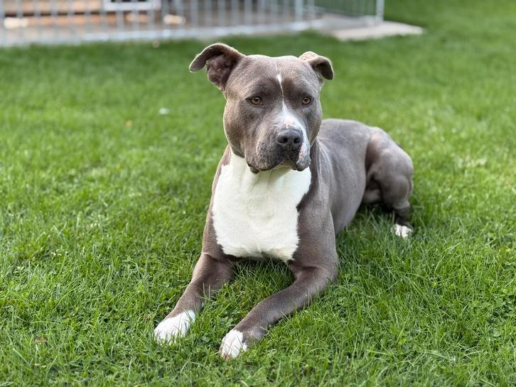 Amerikaanse stafford, Dieren en Toebehoren, Honden | Niet-rashonden, Middel, Reu, Particulier, Eén hond, België, 3 tot 5 jaar
