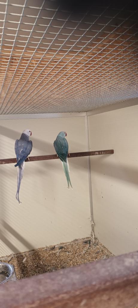 halsbanden; halsbandparkiet; ringnecks, Dieren en Toebehoren, Vogels | Parkieten en Papegaaien, Parkiet