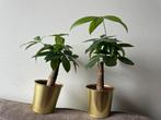 2 plantjes Pachira Glabra, Ophalen