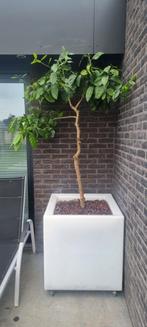 Citroenboom in plantenbak, Tuin en Terras, Ophalen