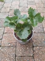 Aardbeiplanten, Ophalen, Tweejarig, Halfschaduw, Zomer