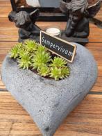 Sempervivum., Ophalen