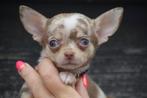 Chihuahua pups mooie keuze, Dieren en Toebehoren, België, 15 weken tot 1 jaar, CDV (hondenziekte), Meerdere