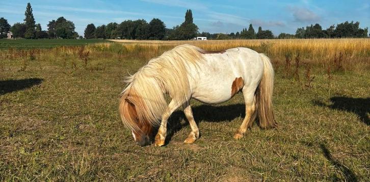 Mooie Hengst, Dieren en Toebehoren, Pony's, Hengst, Onbeleerd, A pony (tot 1.17m), Recreatiepony, 7 tot 10 jaar, Met stamboom