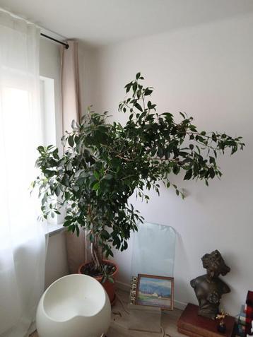 ficus beschikbaar voor biedingen