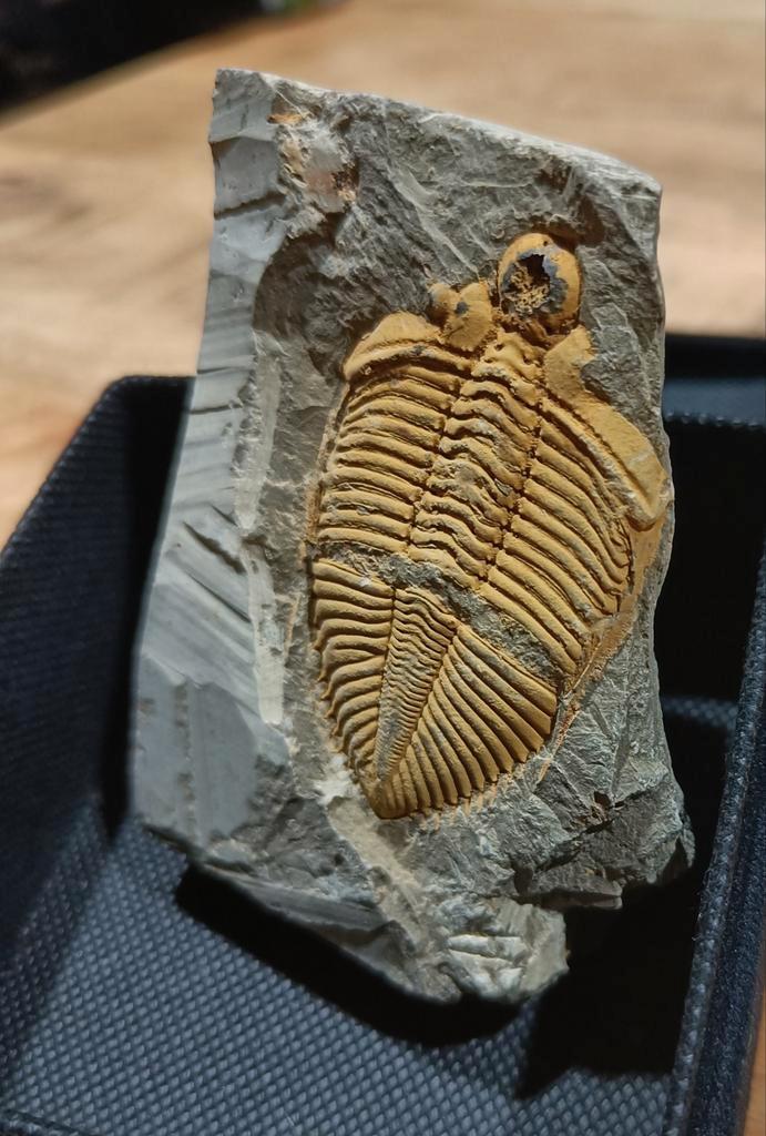 Zeldzame Trilobiet Fossiel – Coronocaphalus – Siluur – 9 cm, Verzamelen, Mineralen en Fossielen, Fossiel, Ophalen of Verzenden