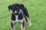 Siberische husky kruising australische herder pups, Dieren en Toebehoren, België, 8 tot 15 weken, Meerdere, Meerdere dieren