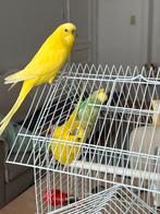 3 perruche avec tous ses accessoires, Dieren en Toebehoren, Vogels | Parkieten en Papegaaien, Mannelijk, Parkiet