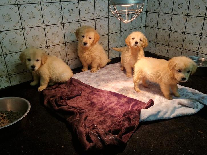 golden retriever pups, Dieren en Toebehoren, Honden | Retrievers, Spaniëls en Waterhonden, Meerdere dieren, Golden retriever, Fokker | Professioneel