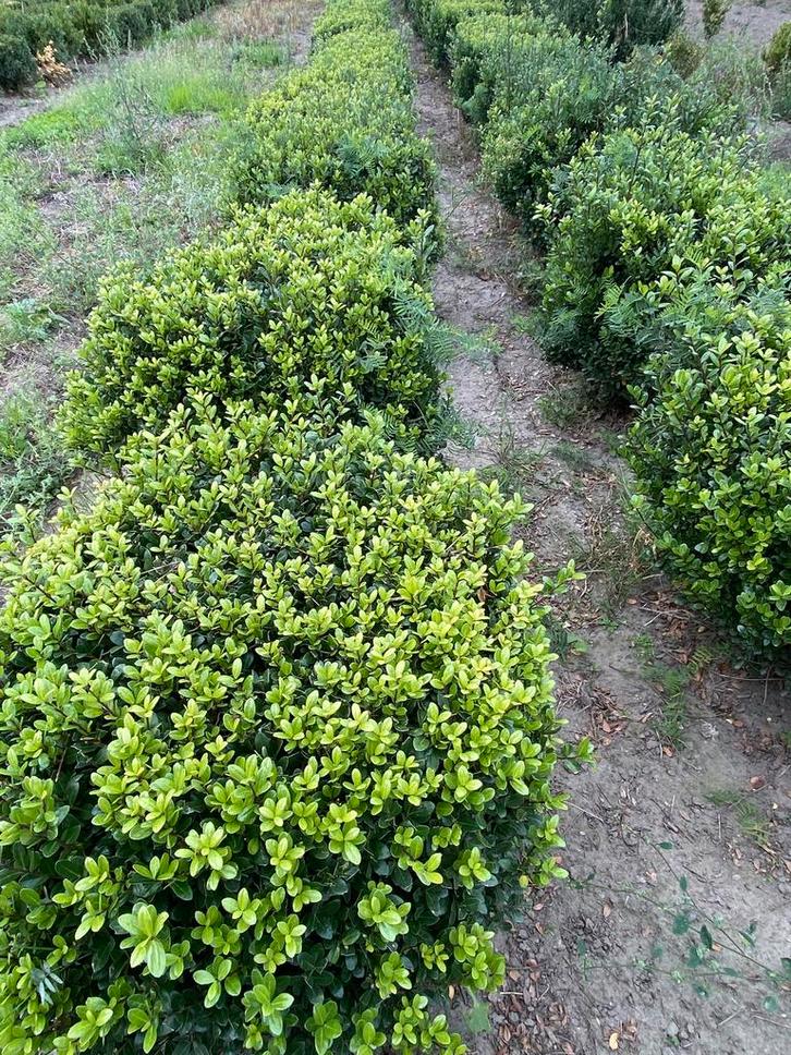 Ilex caroline upright bollen 50 cm €30 !!!!, Tuin en Terras, Planten | Struiken en Hagen, Buxus, Ophalen