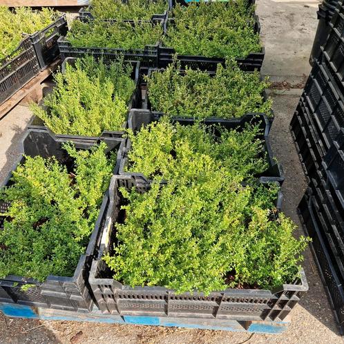 Vervanger buxus, Tuin en Terras, Planten | Tuinplanten, Ophalen of Verzenden