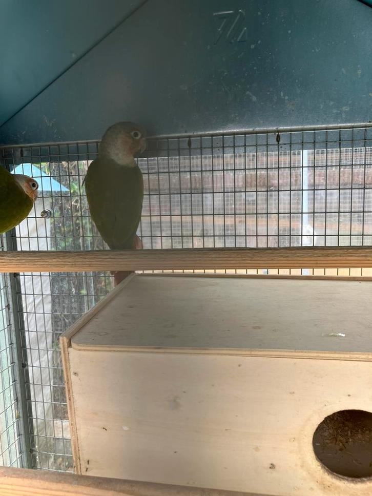 Laatste kans: 2 MOOIE PYRRHURA S NU 100 EURO/KOPPEL, Dieren en Toebehoren, Vogels | Parkieten en Papegaaien, Papegaai, Meerdere dieren