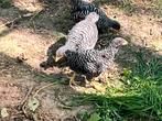 Jonge hanen , Amrock en Marans, Dieren en Toebehoren, Mannelijk, Kip