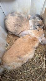6 franse hangoor rammen, Dieren en Toebehoren, Konijnen, Mannelijk, Groot, Hangoor, 0 tot 2 jaar