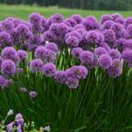 Allium en alstroemeria, Ophalen of Verzenden, Vaste plant