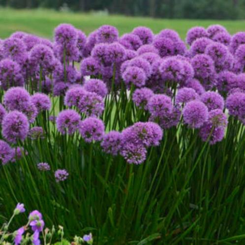 Allium en alstroemeria, Tuin en Terras, Planten | Tuinplanten, Vaste plant, Ophalen of Verzenden