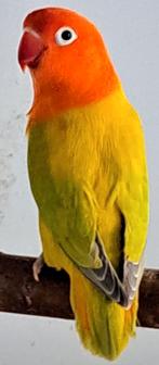 3 dilute/ eeuwing dilute opaline mannen kweekrijp !, Dieren en Toebehoren, Meerdere dieren, Dwergpapegaai of Agapornis, Geringd