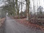 Recreatiegrond te Booischot, Immo, Gronden en Bouwgronden, Heist-Op-Den-Berg, 1500 m² of meer