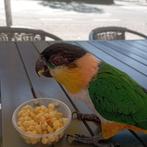 Caique a tete noir 2 femmel mal, Dieren en Toebehoren, Meerdere dieren, Papegaai, Geringd