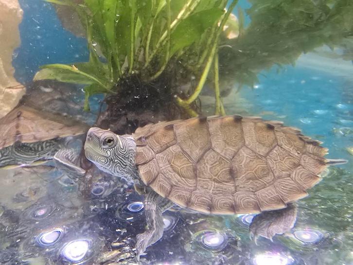 Jonge Graptemys pseudogeographica

Aangeboden, Animaux & Accessoires, Reptiles & Amphibiens, Amphibien