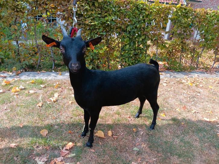 Drachtig dwerggeitje, Dieren en Toebehoren, Schapen, Geiten en Varkens