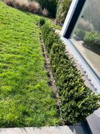 Ilex crenata, Enlèvement, Houx, Haie, Moins de 100 cm