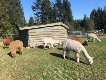 Mooie groep Alpaca's beschikbaar voor biedingen