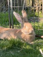 Halfvolwassen duitse reus voedster, Dieren en Toebehoren