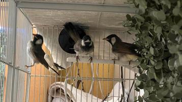 Irakese Witoorbuulbuul te koop/reserveren, Dieren en Toebehoren, Vogels | Overige Vogels, Meerdere dieren, Tropenvogel, Geringd